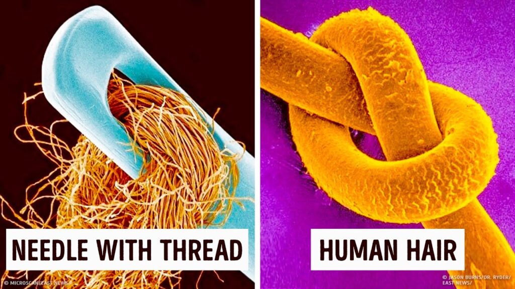 14 Amazing Things Under a Microscope You Can't Unsee