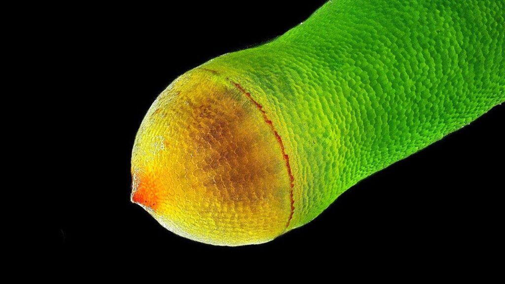 50 Images Taken With A Scanning Electron Microscope