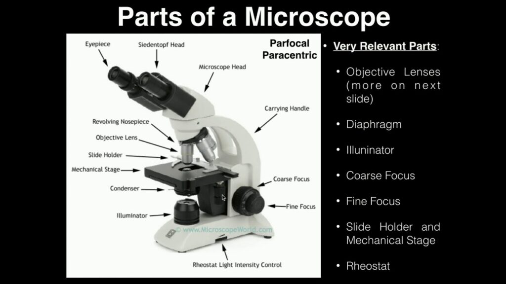 Lab Exercise 2: Microscopes and Cell Shapes