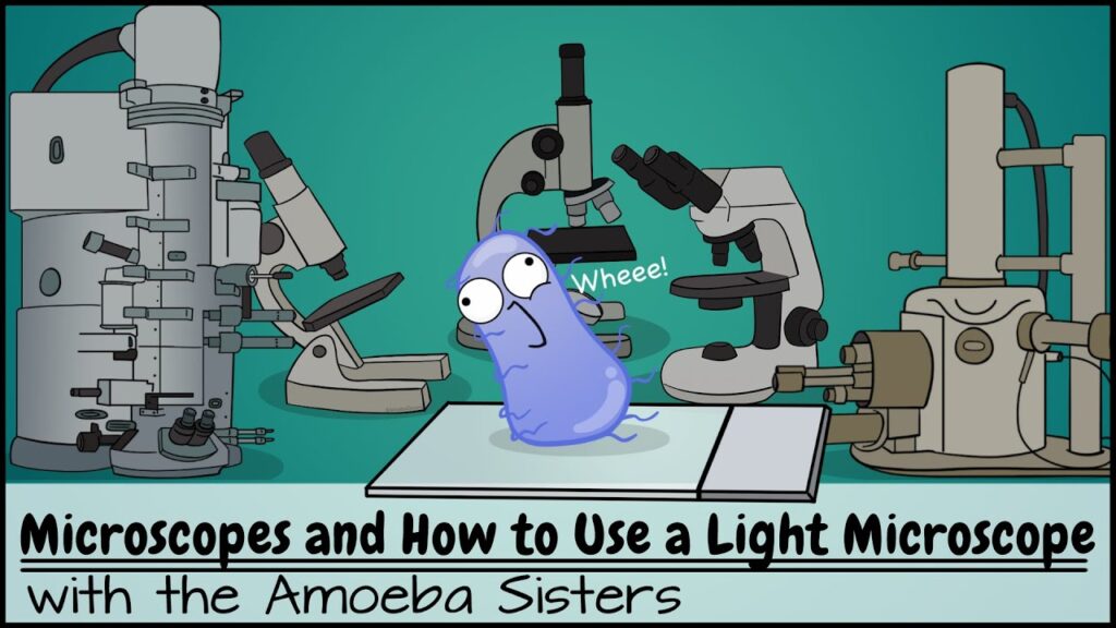 Microscopes and How to Use a Light Microscope