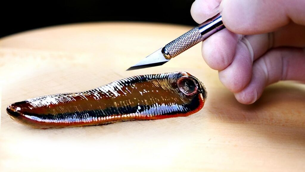 WHAT'S INSIDE THE LEECH? AUTOPSY DIED LEECH AND LOOK UNDER THE MICROSCOPE.